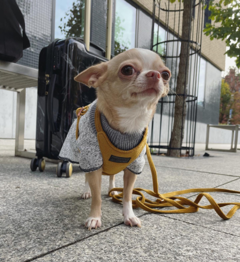 MUSZTARDOWE szelki bezuciskowe