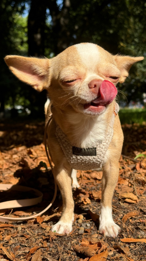 CURLY szelki bezuciskowe