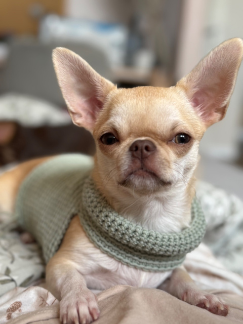 Sweterek 100% wełna merino - SZAŁWIA