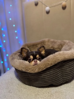 LEGOWISKO PÉRLA (curly)