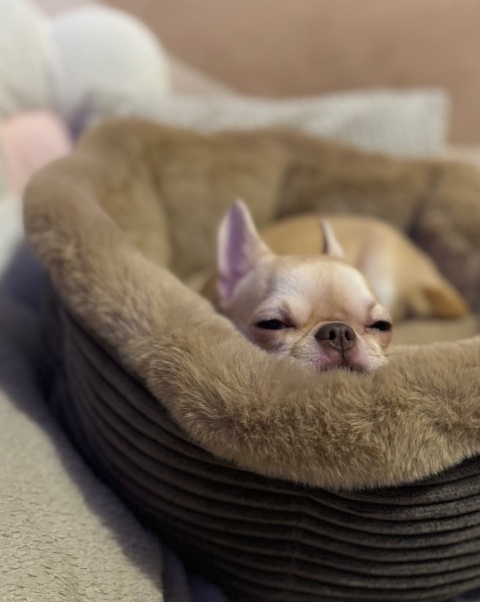 LEGOWISKO PÉRLA (sztruks)